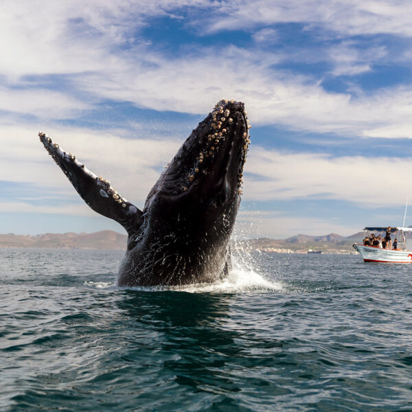 A massive Pacific grey whale breaching as a motorized boat full of people a distance away watches.