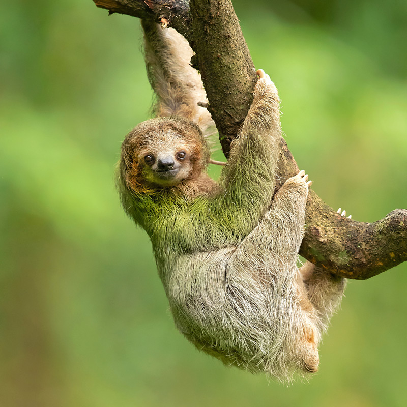 A happy sloth looks at the camera and hangs from a tree branch in Costa Rica.
