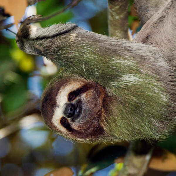 A sloth looks at the camera while hanging from a tree in Costa Rica.