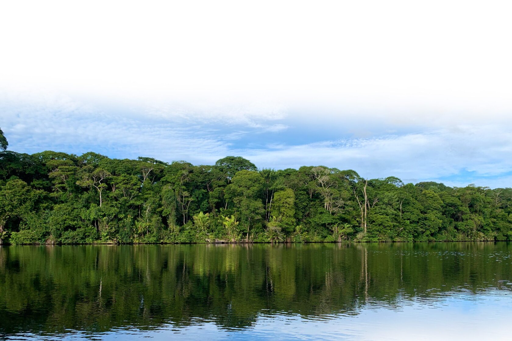 A dense vibrant green rainforest lines a flat water section of the river in Costa Rica.