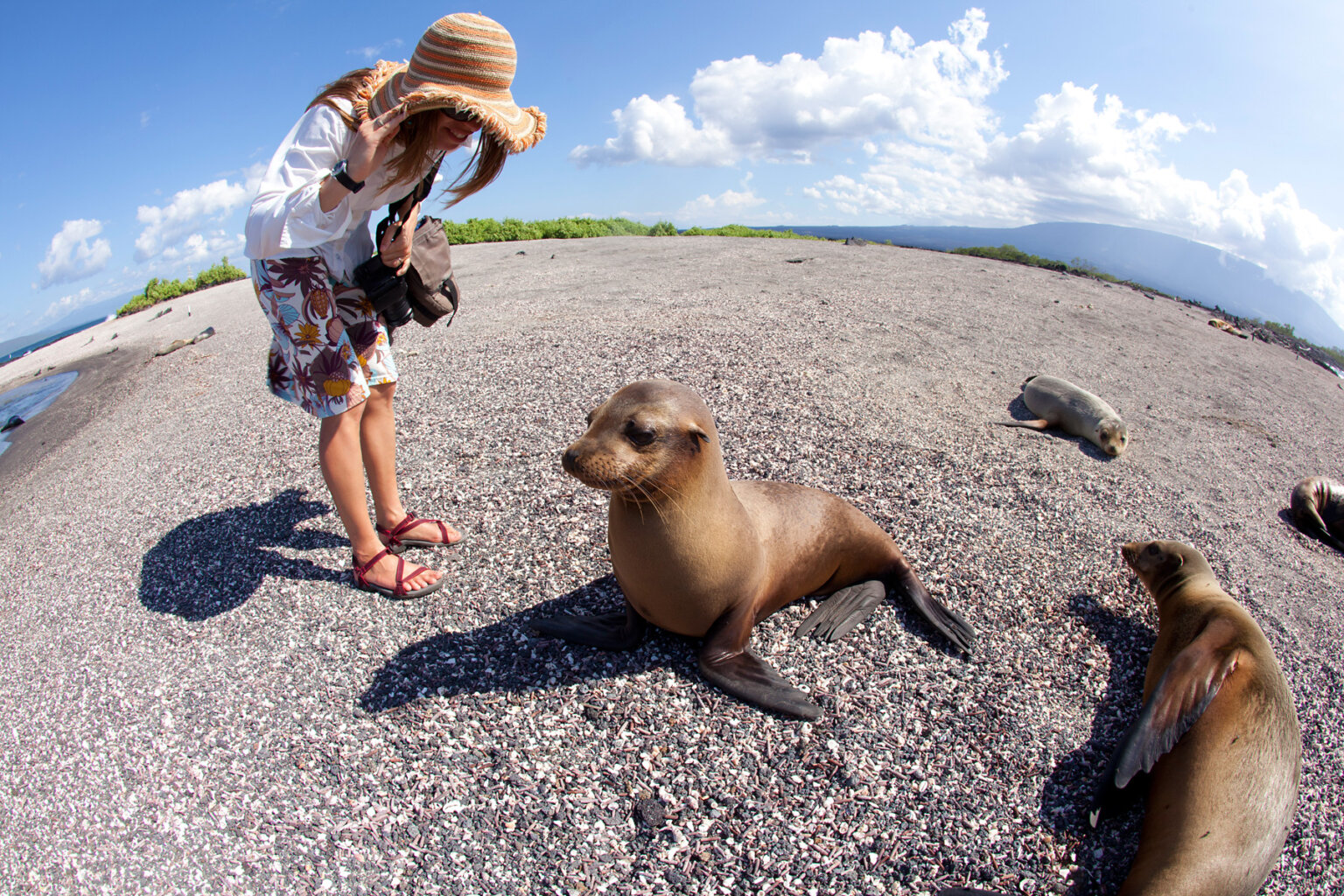 A woman stands next to a sea lion on a pebbly beach and smilles down at it as other sea lions lie around and look at her in the Galapagos Islands.
