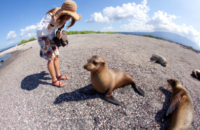 A woman stands next to a sea lion on a pebbly beach and smilles down at it as other sea lions lie around and look at her in the Galapagos Islands.