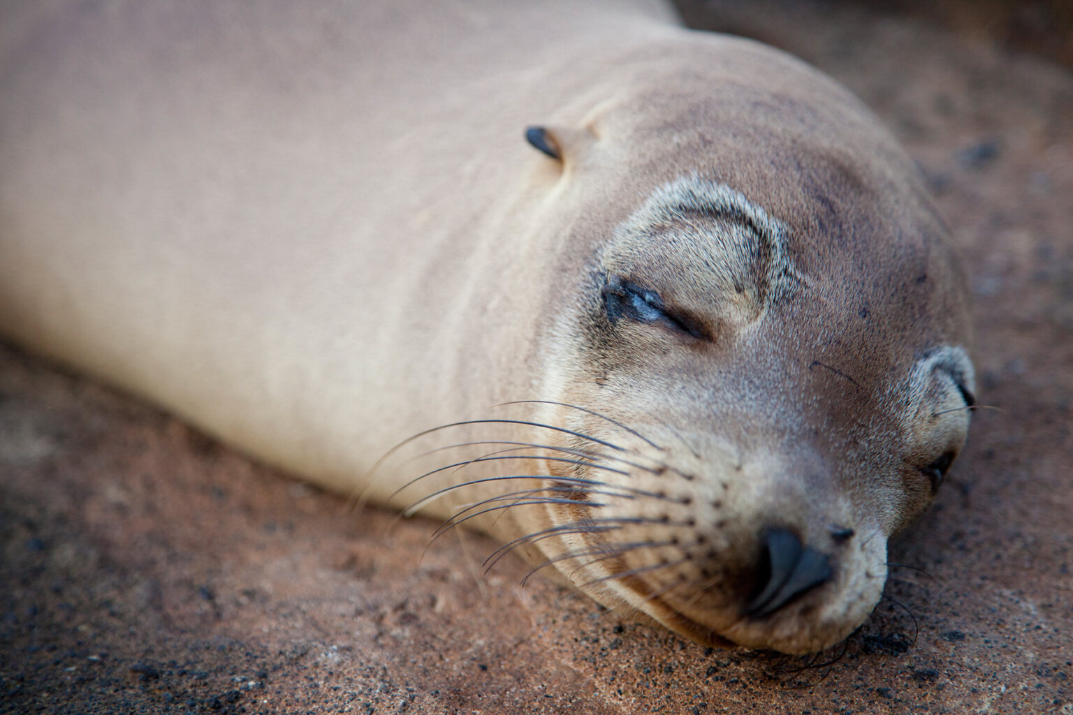 Close up of the face of a sleeping sea lion in the Galapagos Islands.