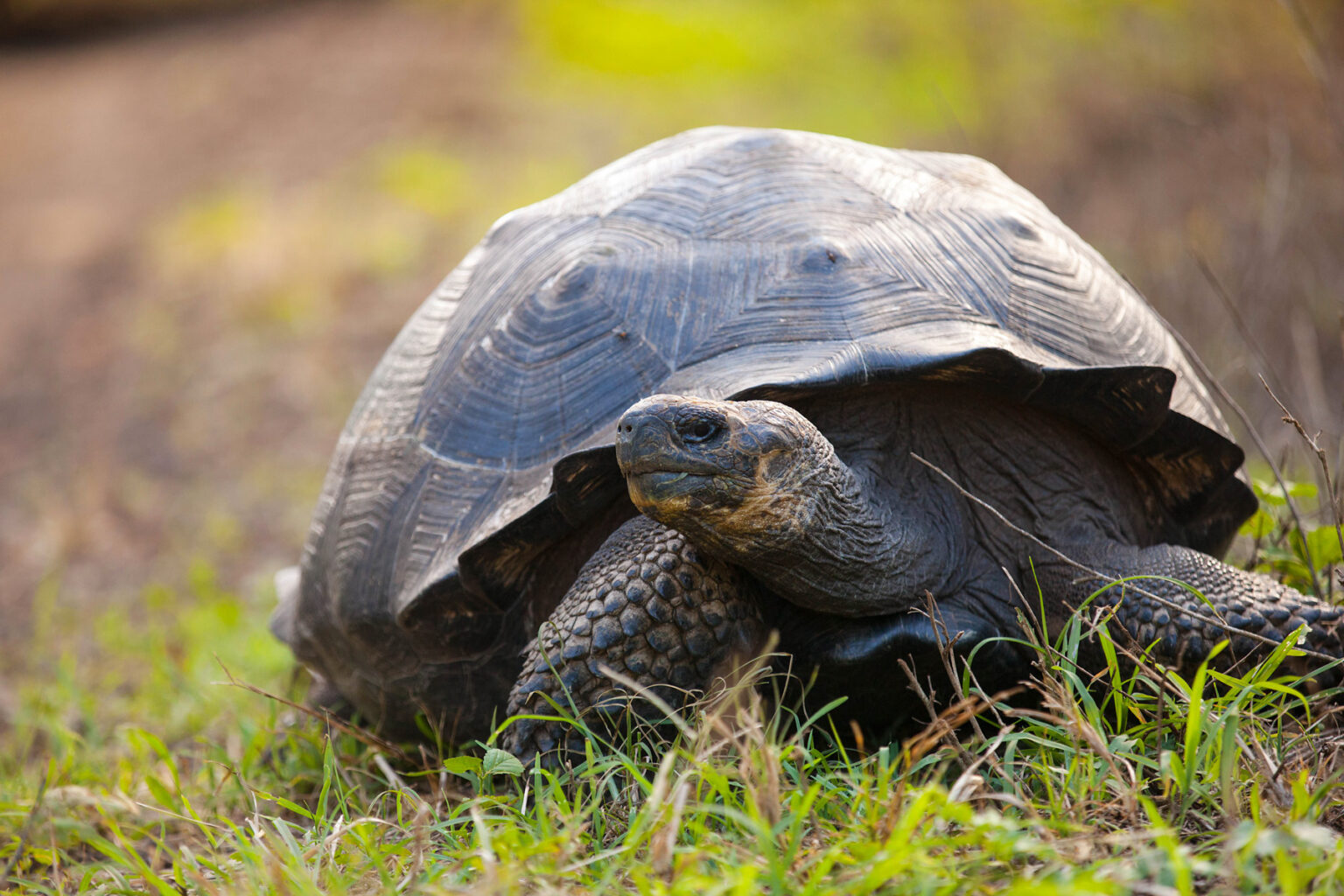 Giant galapagos turtle nestled in the grass