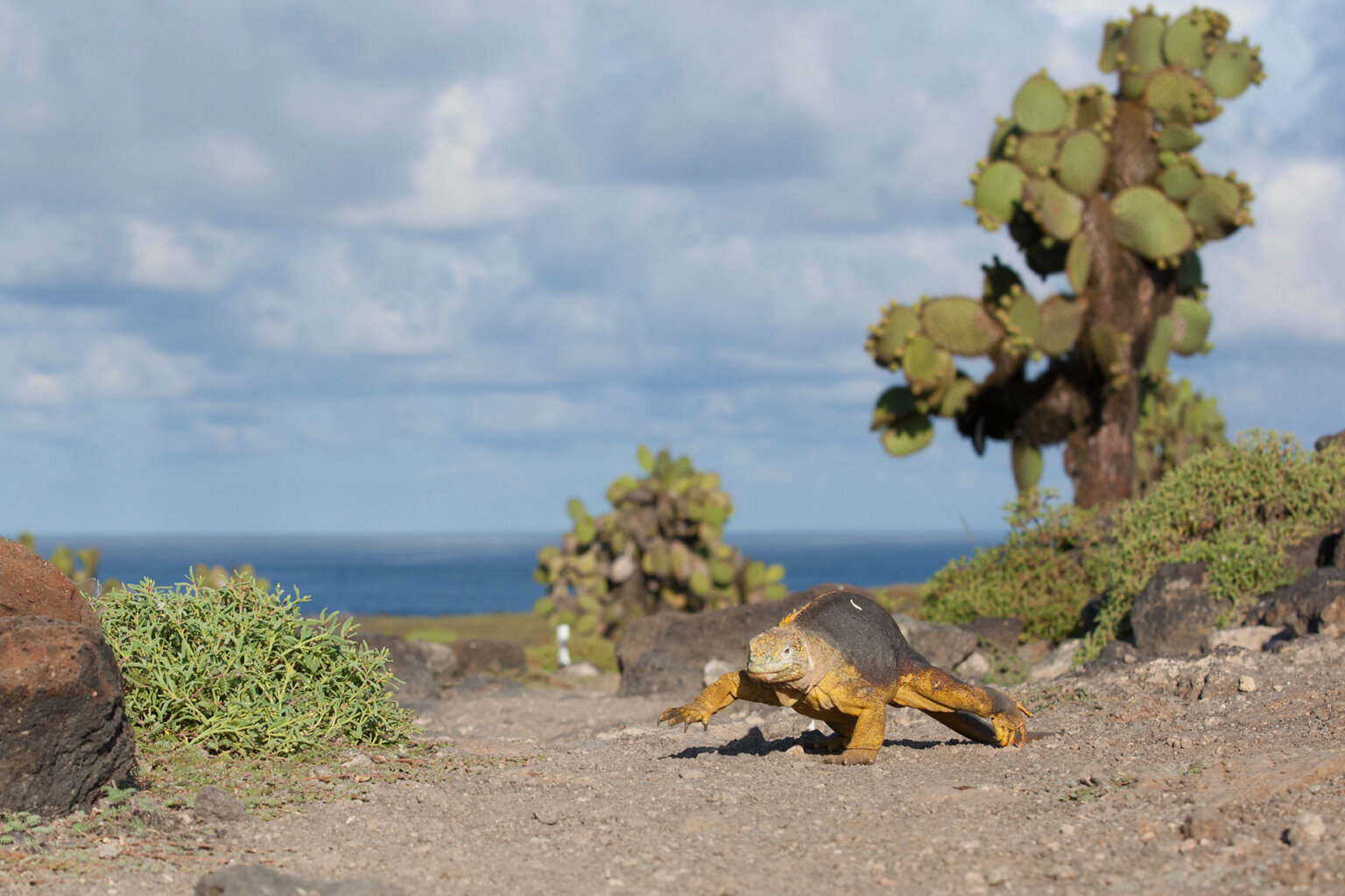 A land iguana walks along the desert-like landscape on an island in the Galapagos.