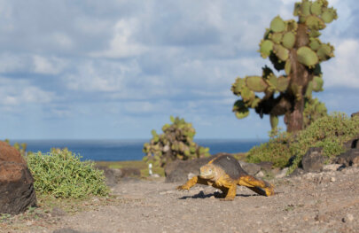 A land iguana walks along the desert-like landscape on an island in the Galapagos.