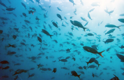 Underwater shot of a school of fish swimming in turquoise blue ocean water in the Galapagos.
