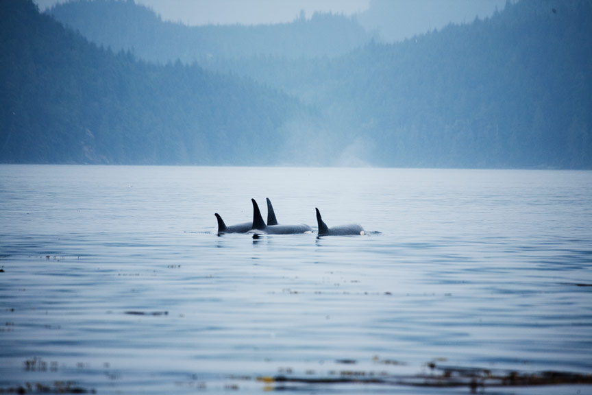 5 Alaska Adventures You Can’t Experience from a Cruise Ship | Kayaking near Seward
