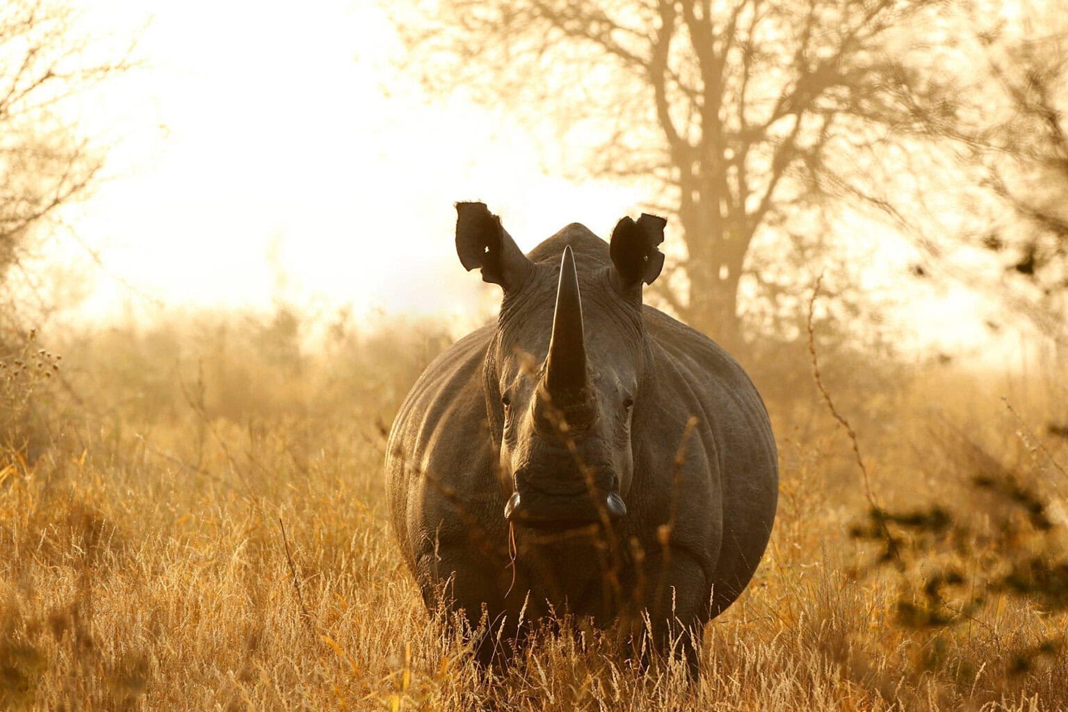 A majestic rhinoceros stands in golden grass, illuminated by soft morning light, surrounded by a misty landscape and trees.