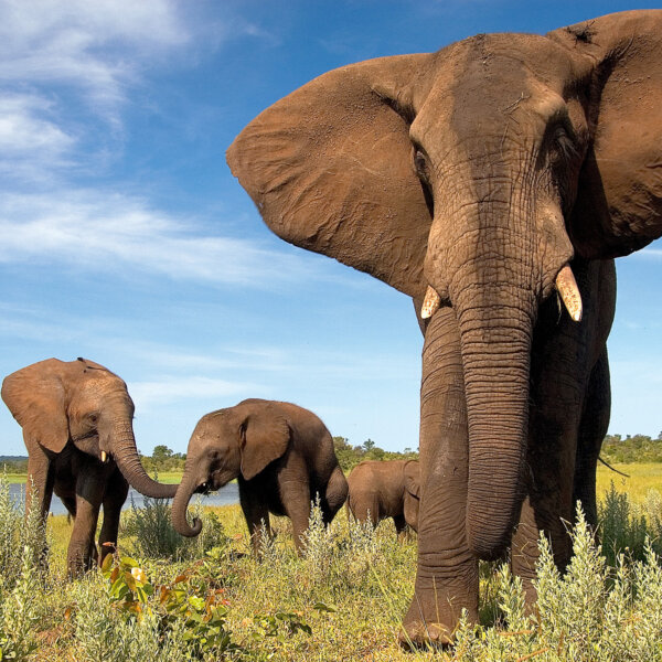 Close up of an elephant with three baby elephants in town on the plains in Africa.