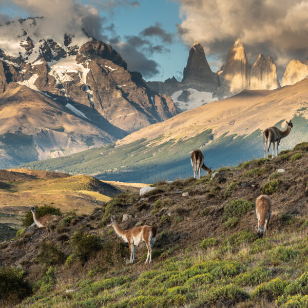 Guanacos graze in Torre del Paine, Patagonia.